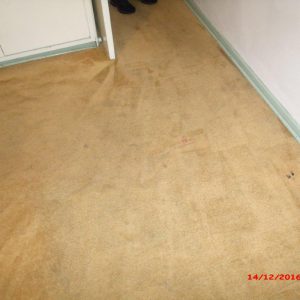 Carpet 5 After